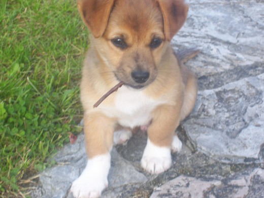es pequeño,muy juguetón,muy guapo y para mi un verdadero amigo